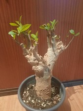 Adansonia digitata XXL GROß