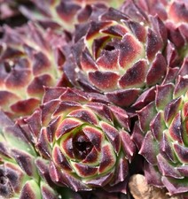 Sempervivum, Dachwurz, Sorte