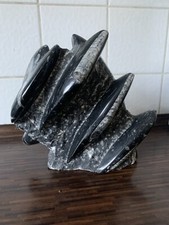 Selten großes Tintenfisch