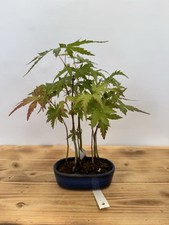 Bonsai Acer Palmatum Japanischer Ahorn Fächerahorn Nr. 5085 Wald Japan Shohin