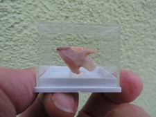 schöne Steinzeit-Pfeilspitze Neolithikum aus Algerien