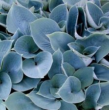 Funkie HADSPEN BLUE im