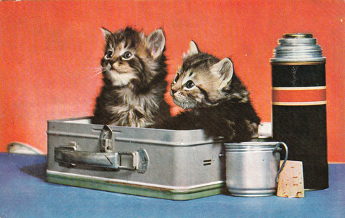 Katzen duo bei - , katzen-duo