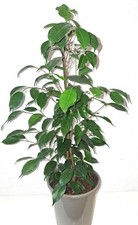 Birkenfeige "Ficus Exotica" Ø17cm - 65 cm inkl. Topf
