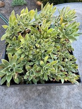 Aeonium simsii