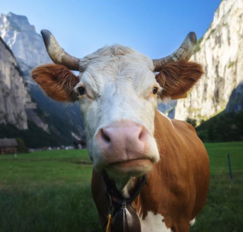 Wandbild kuh alpen jungfrau - alpen.,