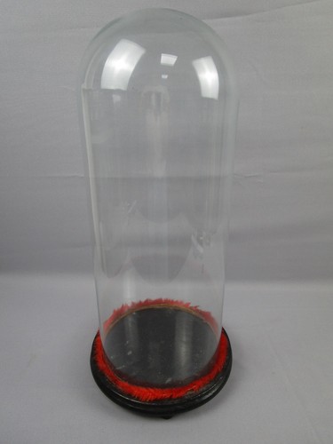 Glasdom stolp mit holzsockel - /,