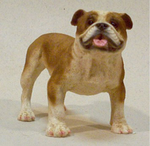 Englische bulldogge bulldog - bulldogge,
