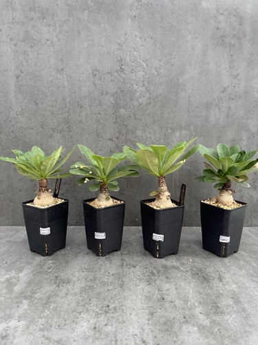 Euphorbia ramena große - euphorbia,