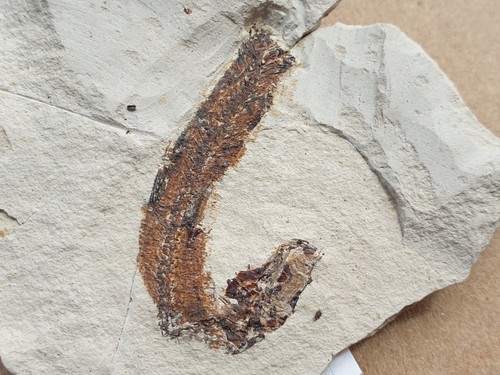 Fossiler aal anguillavus - aal,