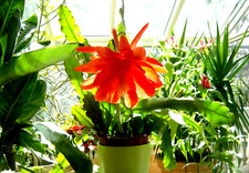 Epiphyllum-Hybride bewurzelter Ableger Blattkaktus schnell wachsendSammlerobjekt