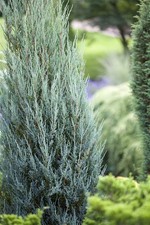 Juniperus scopulorum 'Blue