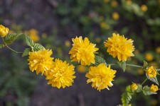 Kerria japonica 'Pleniflora', Ranunkelstrauch, gelb, 60–100 cm