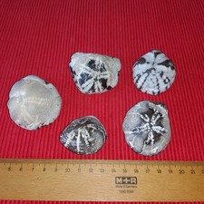 5  GRÖßERE VERSCHIEDENE SCHÖNE  VERSTEINERTE SEEIGEL 425 GRAMM RÜGEN FOSSILIEN 