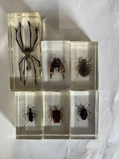 6x echte Insekten in Acryl