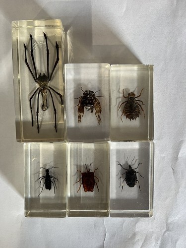 Echte insekten acryl - insekten, in