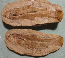 Versteinerung fossiler Fisch