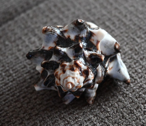 Muschel ring muschelring natur - muschelring,