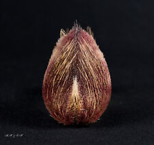 Seeigel, Sea urchin Eurypatagus ovalis 85mm. Philippinen
