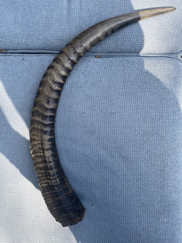 Horn oryx - horn, shofar