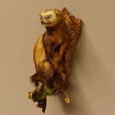 Iltis Tier Präparat Höhe 37 cm auf Holzstamm Tierpräparat taxidermy 89.4.78