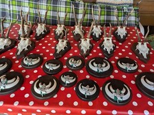 Keilerzähne - , /