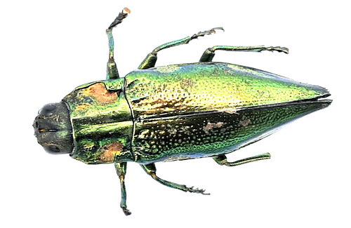 Buprestidae cyphogastra sp - buprestidae,,