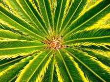 Cycas revoluta cv AUREA VARIEGATED 9cm caudex - Sagopalme | Japanische Sagopalme