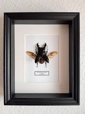 Echter großer exotischer