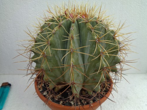 Ferocactus hybride über - we,
