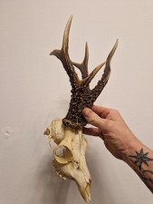 Kapitale Rehbock Trophäe