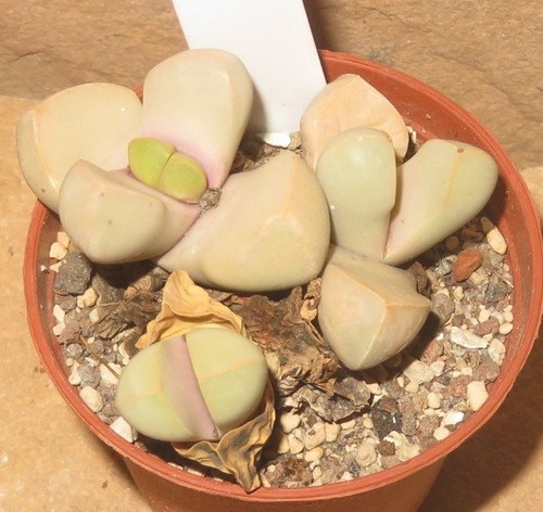 Lapidaria margaretae mesembs - margaretae,