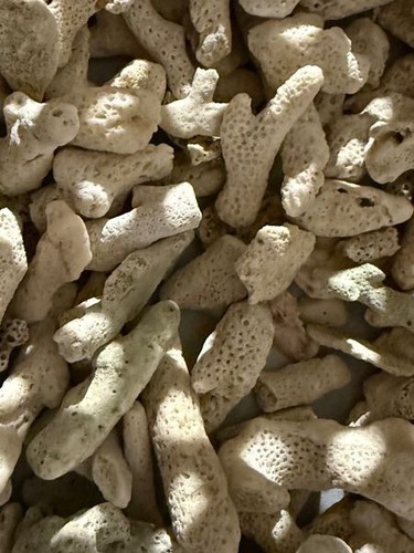 Korallenbruch 3 cm zu - kg,