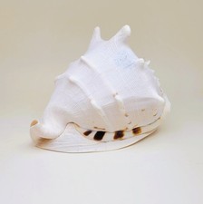 Gehörnte Helmschnecke