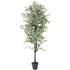 Weißer ficus benjamin - ficus,