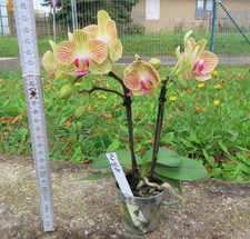 Orchidee Phalaenopsis multi gelb 2 15.10.