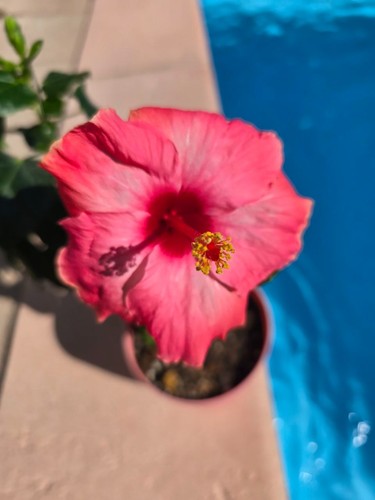 Hibiskus rosa sinensis nicht - rosa,