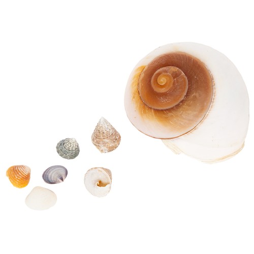 Dekorative muschelsammlung - dekorative,