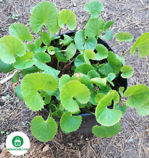 Centella Asiatica 100++ Seed Gotu Kola Samen Nokihome Saatgut Pennywort-Rau Ma