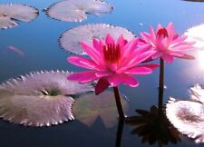 Pinke Seerose Wasserpflanzen für das Aquarium gegen Algen Dekoideen Deko Samen