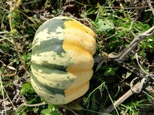 15x Samen von Gorgonzola Kürbis, Mikrowellenkürbis, Speisekürbis, sehr dekorativ