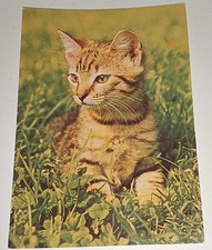 Kätzchen Katze Cat Tier