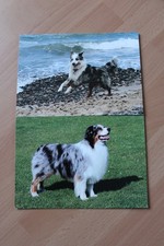 2 Hundepostkarten Australian