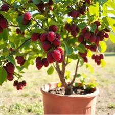 Winterharte rote - 2x,