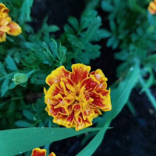 Niedrige studentenblume - niedrige,