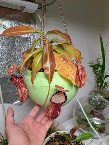 Nepenthes gaya - 🌿, 'gaya'