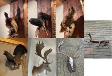 Geweih Trophäe Präparat