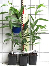 Prunus " Perle der Weinstraße"   -   Mandel mit rosa Blüten,  veredelte Pflanze