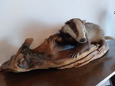 Dachs Tierpräparat ausgestopft aus Jagdnachlass Taxidermy
