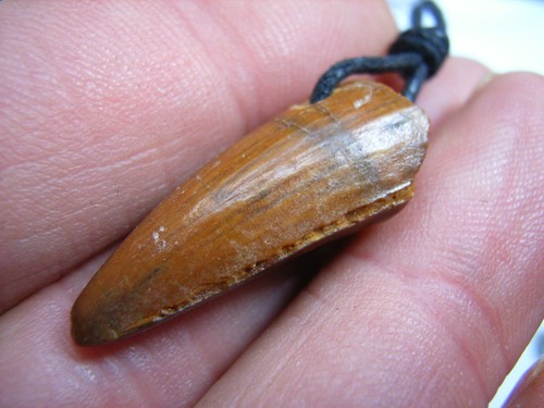 Fossiler saurierzahn - fossiler, (